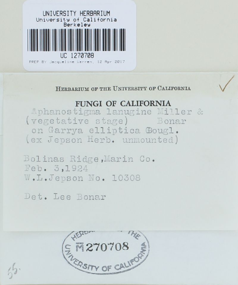 Aphanostigme lanuginis image