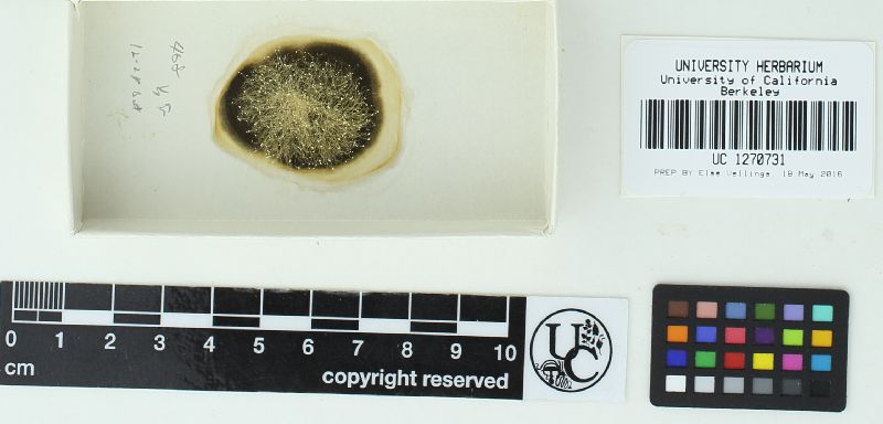 Dimargaris image