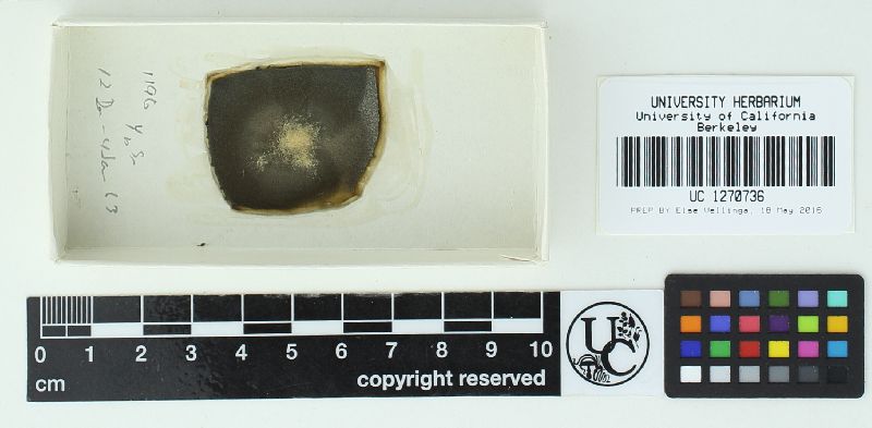 Dispira parvispora image