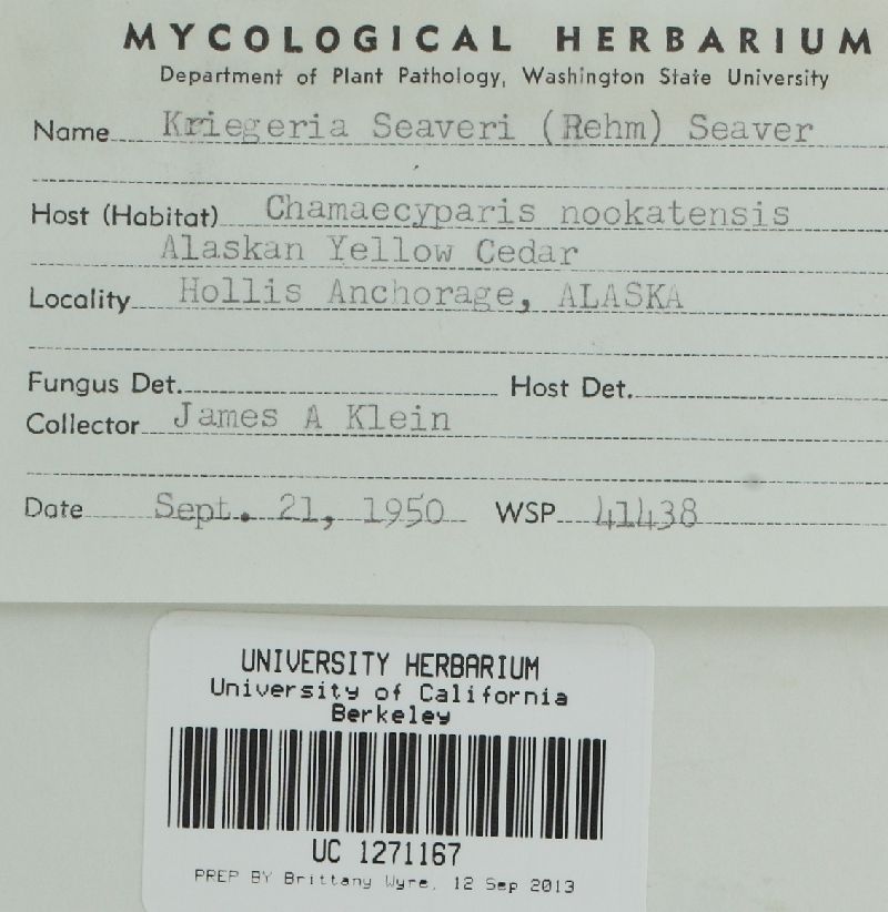 Chloroscypha seaveri image