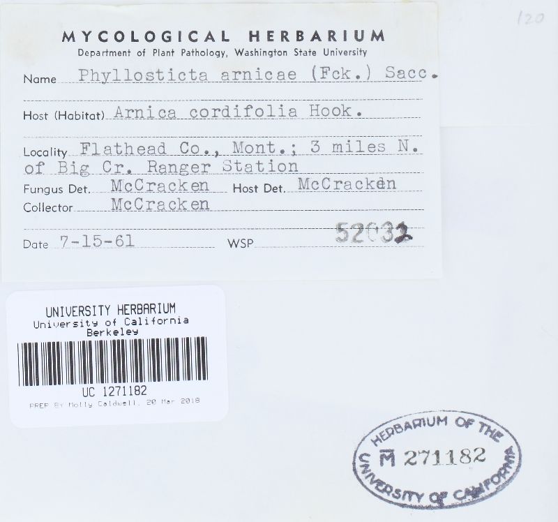 Phyllosticta arnicae image