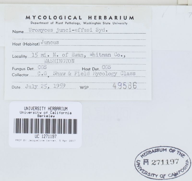 Uromyces junci-effusi image