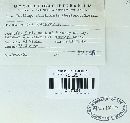 Ustilago striiformis image