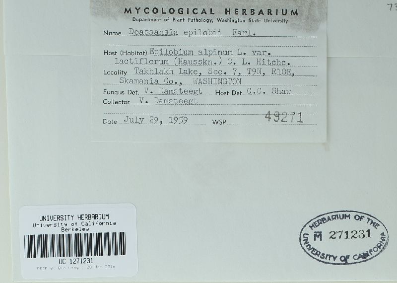 Doassansia epilobii image
