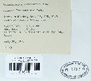 Coleosporium tussilaginis image