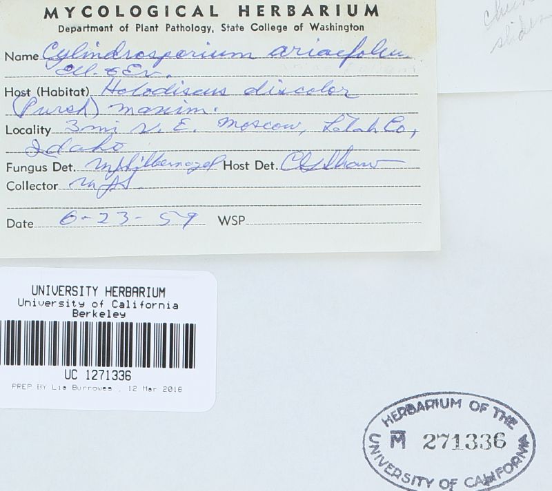 Phloeosporella ariaefoliae image