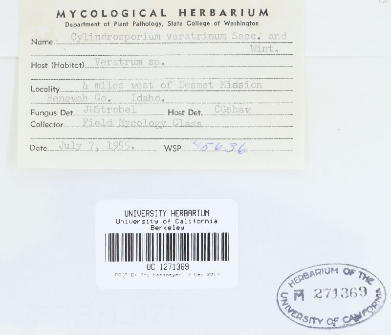 Cylindrosporium veratrinum image