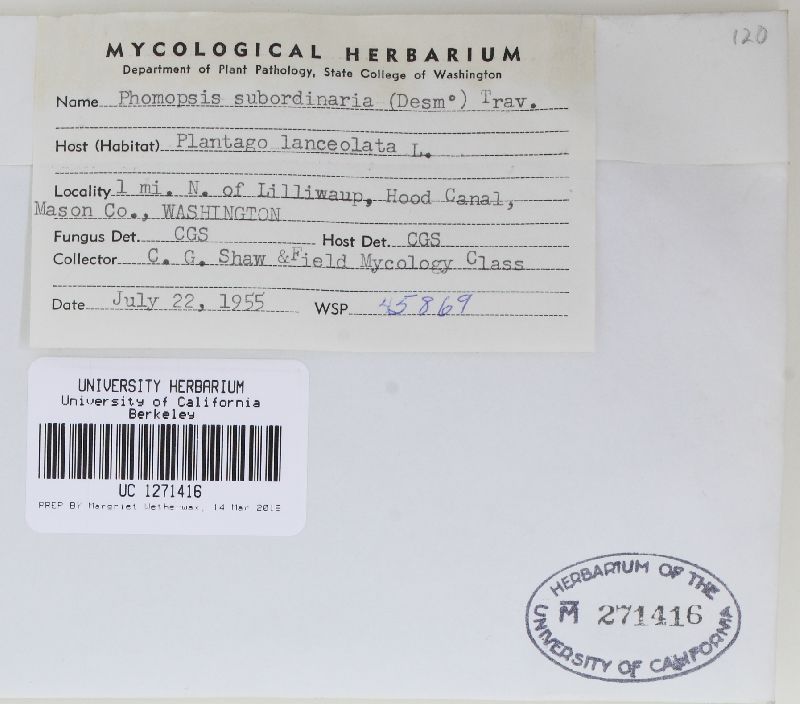 Phomopsis subordinaria image