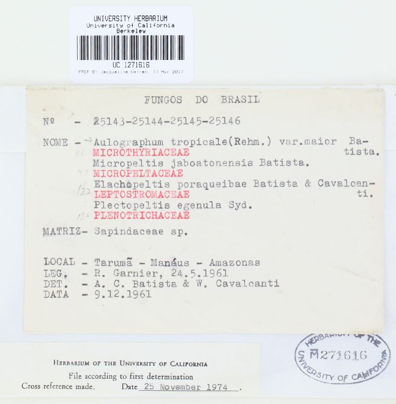 Aulographum tropicale image