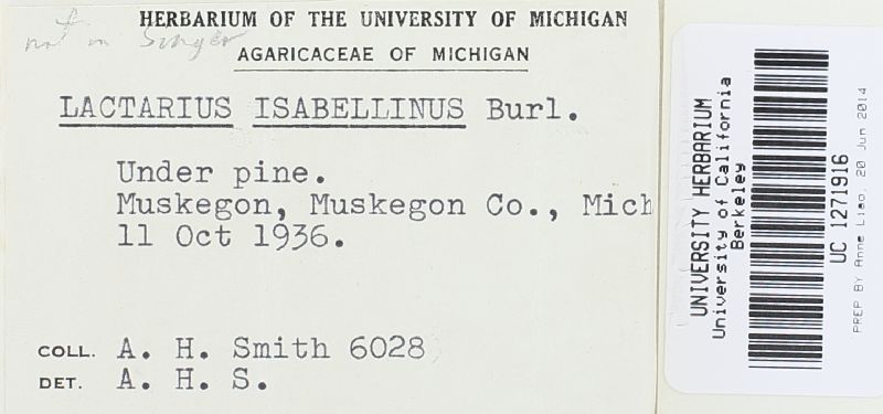 Lactarius isabellinus image