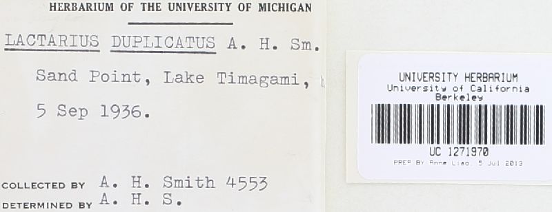 Lactarius duplicatus image