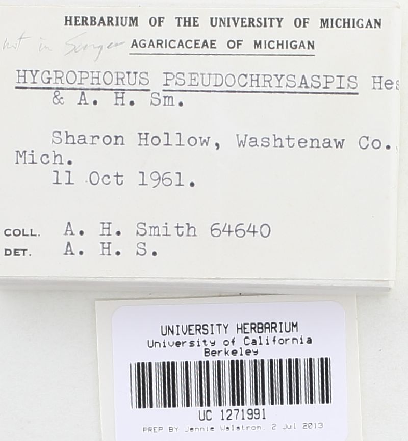 Hygrophorus pseudochrysaspis image