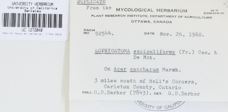 Lophiostoma excipuliforme image
