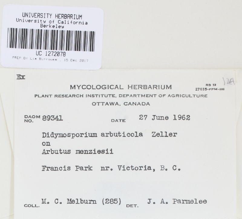 Didymosporium arbuticola image