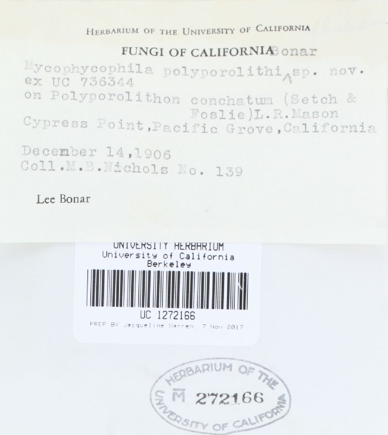 Chadefaudia polyporolithi image