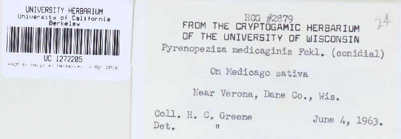 Leptotrochila medicaginis image