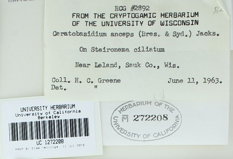 Ceratobasidium anceps image