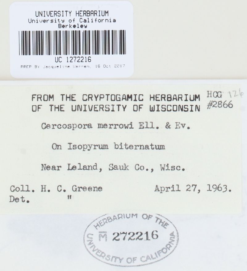 Cercospora merrowii image