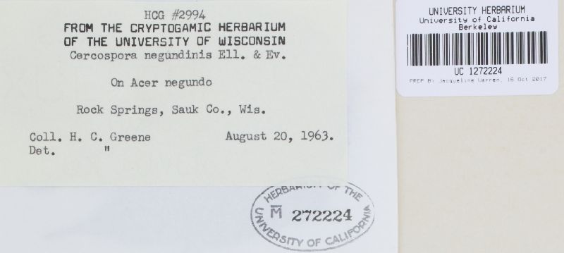 Cercospora negundinis image