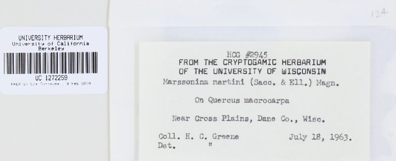 Marssonina martinii image
