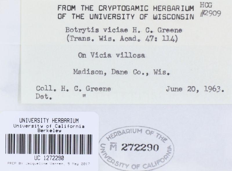 Botrytis viciae image