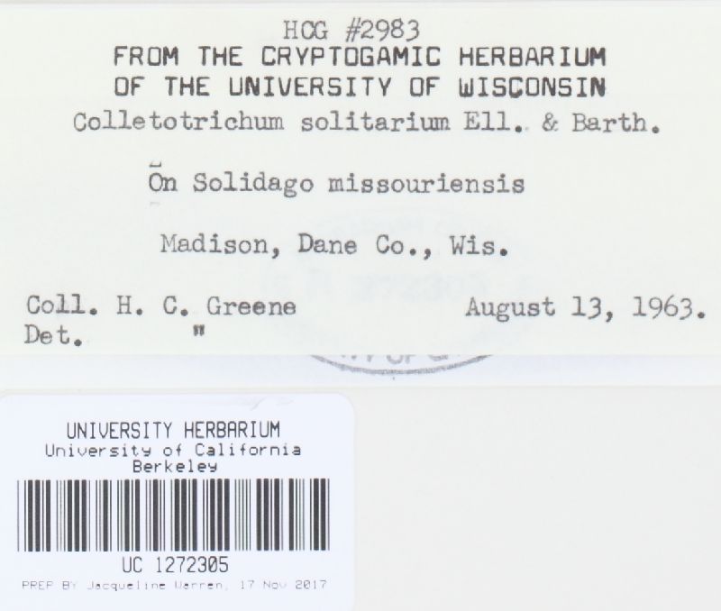 Colletotrichum solitarium image