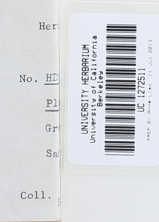 Pluteus nanus image