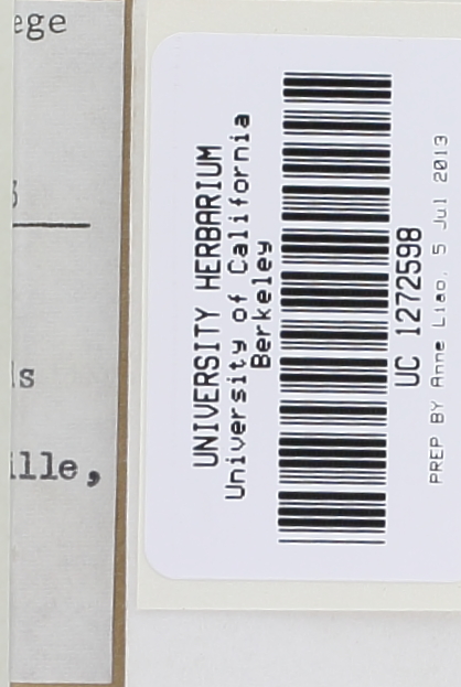 Lactarius pallescens image