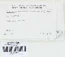 Trechispora farinacea image