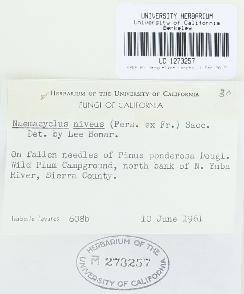 Cyclaneusma image