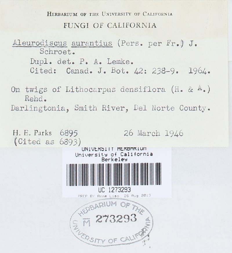Aleurodiscus aurantius image