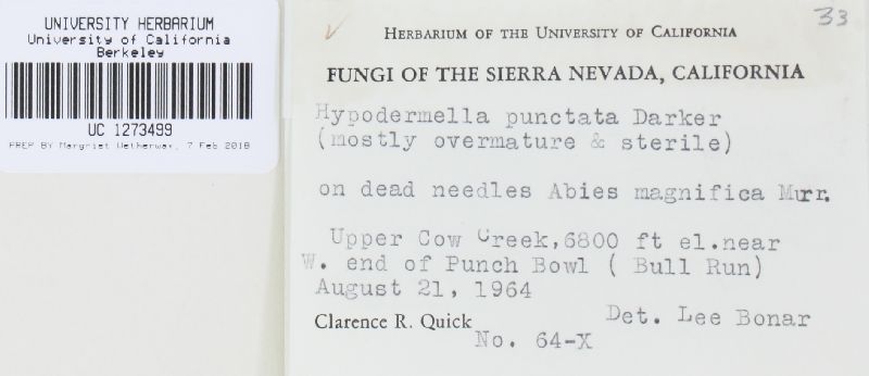 Lirula punctata image