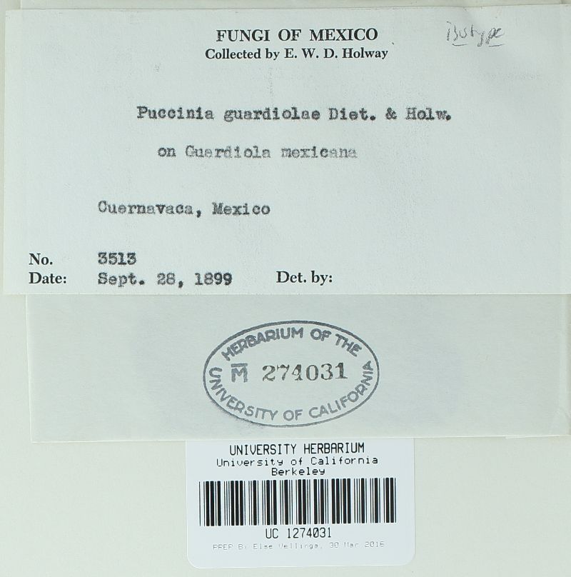 Puccinia guardiolae image