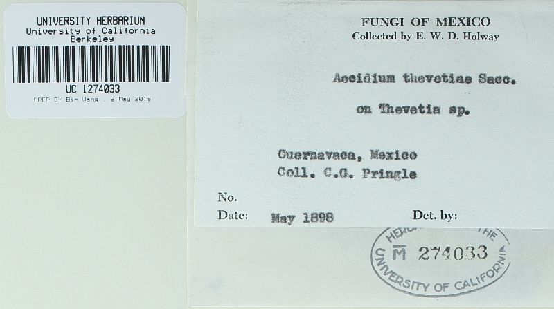 Aecidium thevetiae image
