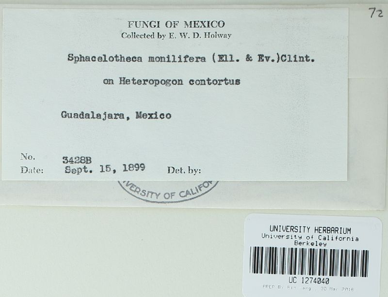 Sphacelotheca monilifera image