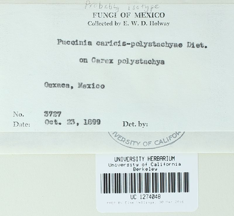 Puccinia caricis-polystachyae image
