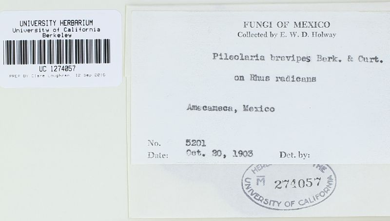 Pileolaria brevipes image