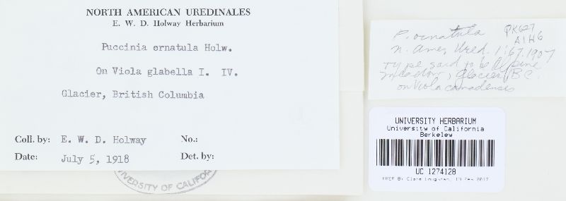 Puccinia ornatula image