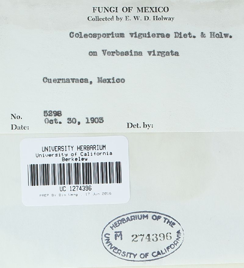 Coleosporium verbesinae image