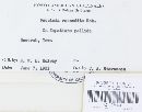 Puccinia recondita image