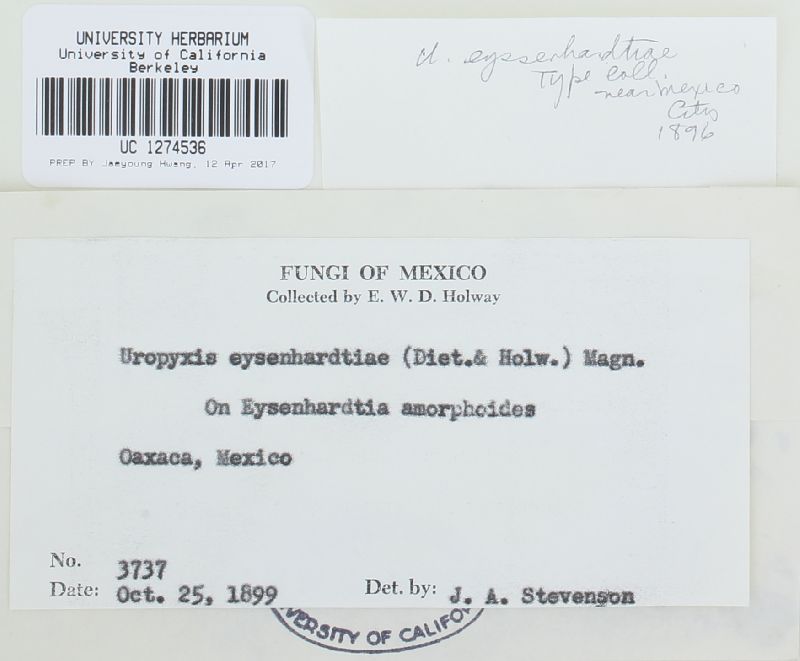 Uropyxis eysenhardtiae image