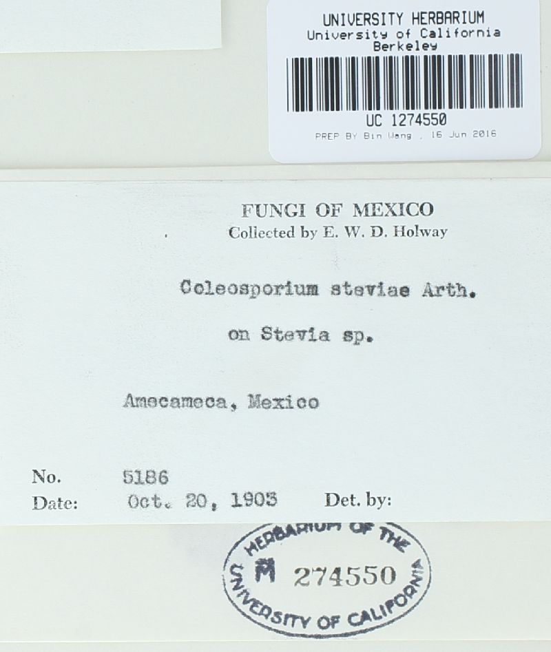 Coleosporium steviae image