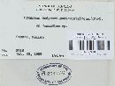 Uromyces hedysari-paniculati image