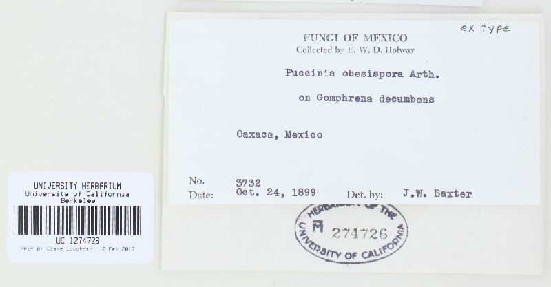 Puccinia obesispora image