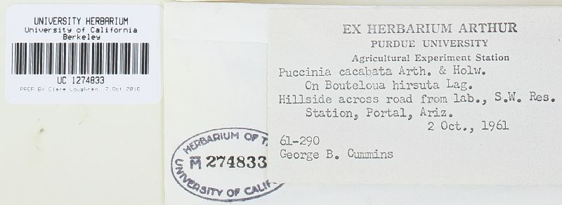 Puccinia cacabata image