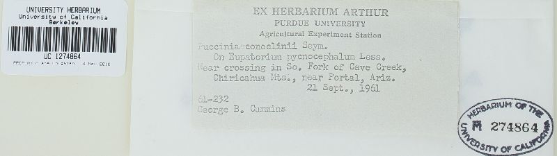Puccinia conoclinii image