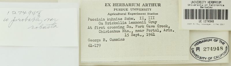 Puccinia kuhniae image