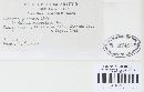 Puccinia punctata image