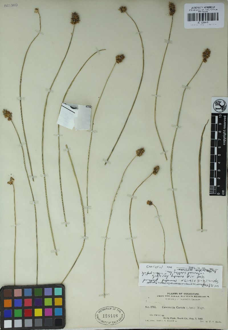 Anthracoidea verrucosa image