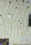 Anthracoidea verrucosa image